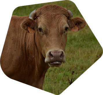 Limousin